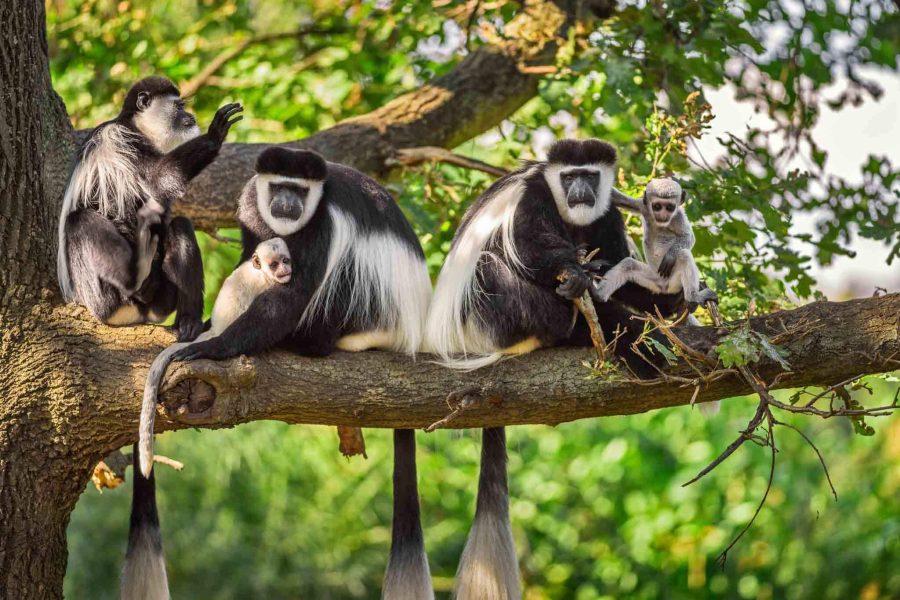 colobus